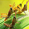 play Leaf And Grasshopper Slide Puzzle