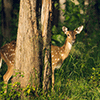 play Deer In The Forest Puzzle