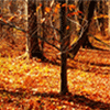 Orange Leaves In Fall Jigsaw Puzzle