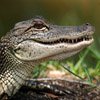 play Jigsaw: Alligator