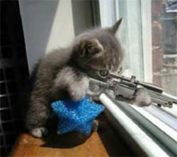 play Sniper Kitty