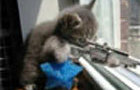 Sniper Kitty