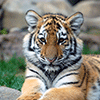 play Sitting Tiger Jigsaw Puzzle
