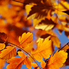 play Leaves In Fall Jigsaw Puzzle