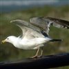 play Marine Birds Jigsaw