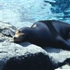 play Sea Lion Jigsaw