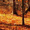 play Fall Trees Jigsaw Puzzle