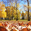 play Crunchy Leaves In Fall Jigsaw Puzzle