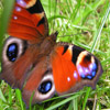 play Jigsaw: Flapping Butterfly