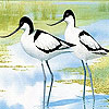 play Two Tiro Bird Slide Puzzle
