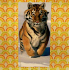 play Last Siberian Tiger Escape