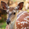 play Jigsaw: Fallow Deer