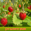 play Strawberry Glade