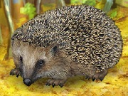 Awesome Hedgehog