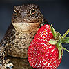 play Hungry Big Frog Puzzle