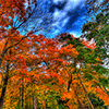 Beautiful Fall Tree Jigsaw Puzzle
