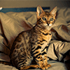 play Sweet Kitty Jigsaw Puzzle