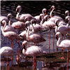 Flamingo Jigsaw