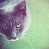 play Colorful Cat Jigsaw Puzzle
