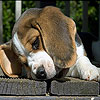 play Upset Dog Slide Puzzle