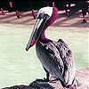 play Pink Headed Pelican Slide Puzzle