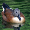 play Jigsaw: Duck 2