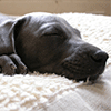 play Sleeping Puppy Jigsaw Puzzle