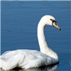 play Swan Jigsaw
