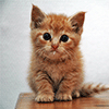 play Cute Kitten Jigsaw Puzzle