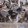 play Zebra Sliding Puzzle