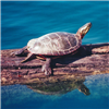 play Turtle Jigsaw