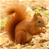 play Squirrel Jigsaw