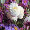 play Jigsaw: Chrysanthemum