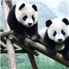 play Panda Jigsaw