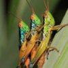 play Grasshoppers Slider