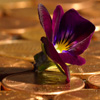 play Jigsaw: Penny Flower