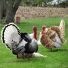 play Jigsaw: Turkey Time