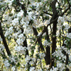 play Jigsaw: Apple Tree Flowers