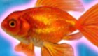 play Pet Fish