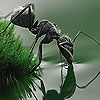 play Black Thirsty Ant Puzzle