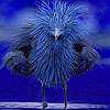 play Timid Blue Bird Slide Puzzle