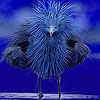 Timid Blue Bird Slide Puzzle