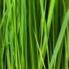 play Grass Slider