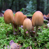 play Jigsaw: Coprinus Micaceus