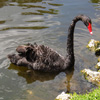 play Jigsaw: Black Swan