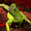 play Brave Lizard Puzzle