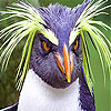 play Pettish Bird Slide Puzzle
