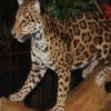 play Leopards Jigsaw