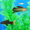 Fish Tycoon Demo