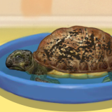 play Turtle Care